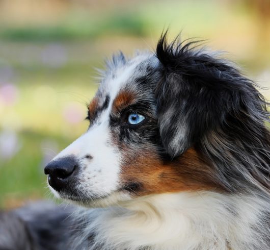 australian-shepherd-3226442_1920 australian-shepherd-3226442_1920