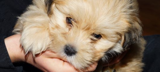 have-eser-3232407_1920 have-eser-3232407_1920