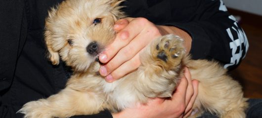 have-eser-3232408_1920 have-eser-3232408_1920